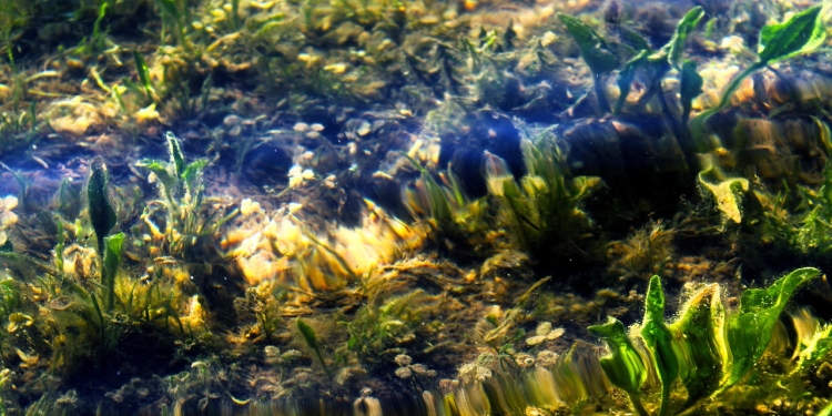 Morske alge - pomoč pri marsikateri bolezni 1 foto pixabay.com