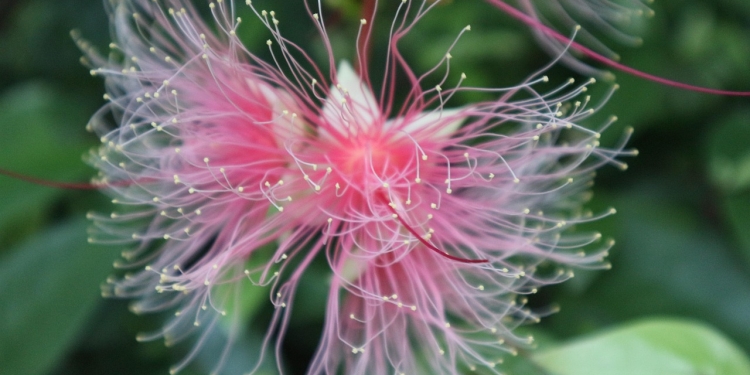 Cimicifuga racemosa (težave v meni, oblivi) 1 foto pixabay.com