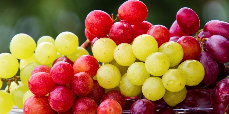 Grozdje 1 foto pixabay.com