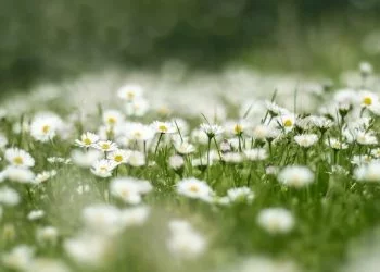 foto pixabay.com