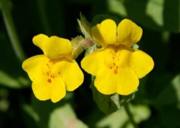 mimulus guttatus