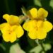 mimulus guttatus