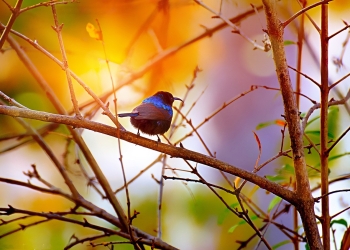 foto pixabay.com