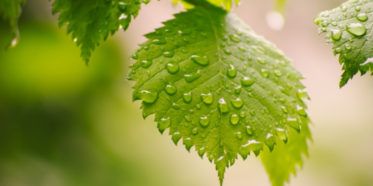 Koliko mesa potrebujemo? 1 foto pixabay.com