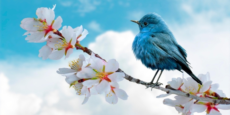 foto pixabay.com