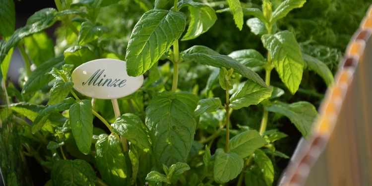 Naravna pomoč za bolečine v nogah 1 foto pixabay.com