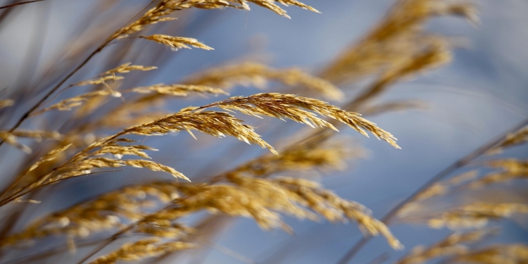 Živeti brez denarja 1 foto pixabay.com