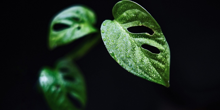 Kaj je teozofija? 1 foto pixabay.com