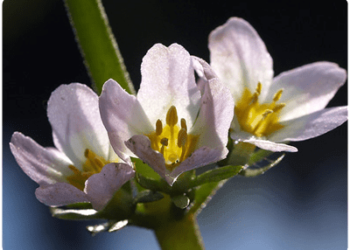 MočvirskagrebenikaaliVodnavijolica Waterviolet(Hottoniapalustri)