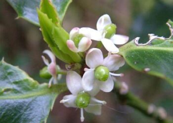 Bodika Holly(Ilexaquifolium)