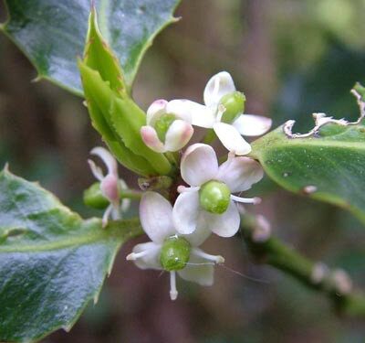 Bodika Holly(Ilexaquifolium)