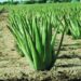 AloeVeraPlant m