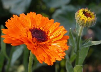 calendula officinalis m