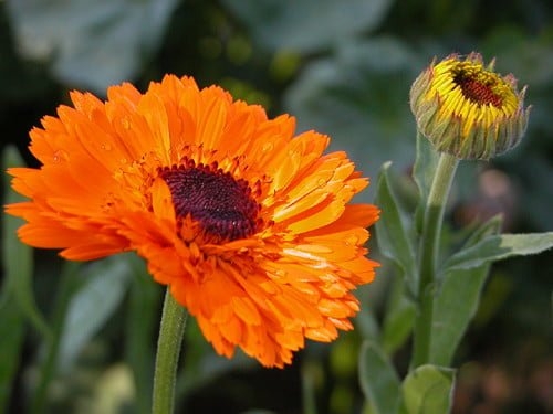 calendula officinalis m