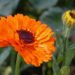 calendula officinalis m