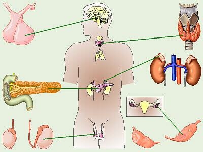 hormoni m