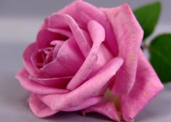 pink rose b