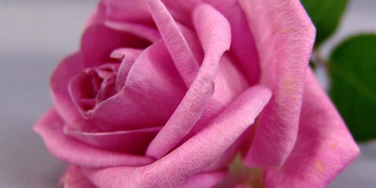 pink rose b