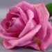 pink rose b