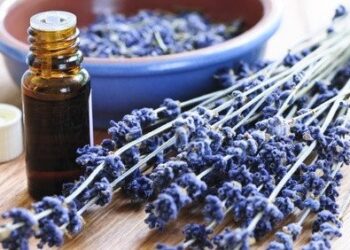 pure organic lavender essential oil m