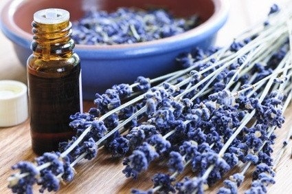 pure organic lavender essential oil m