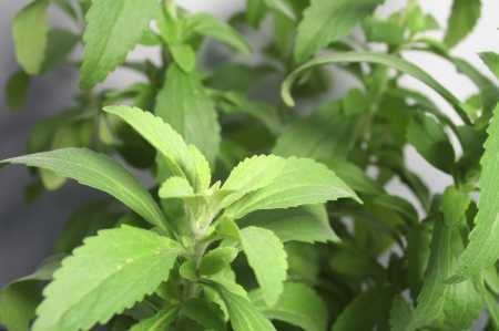 stevia m