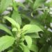 stevia m