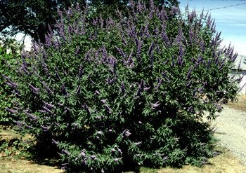 vitex m