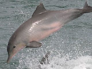delfin m