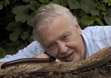 David Attenborough m