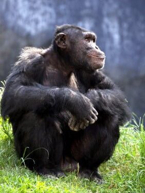 simpanz m