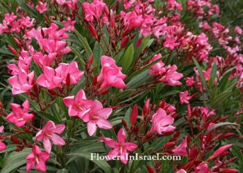 Nerium oleander flower