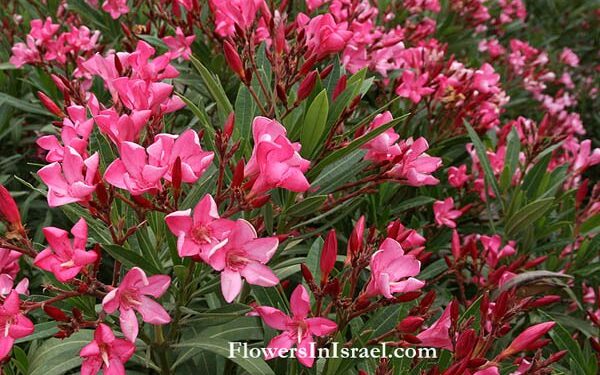 Nerium oleander flower