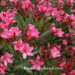 Nerium oleander flower