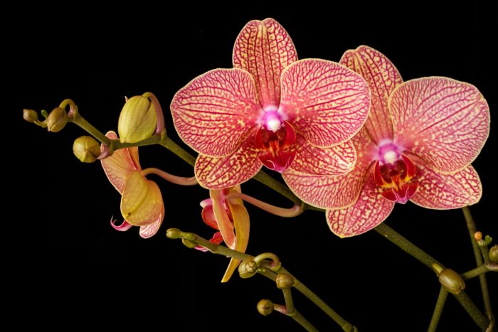 Zvezdne esence cvetlic - Andske esence orhidej 1