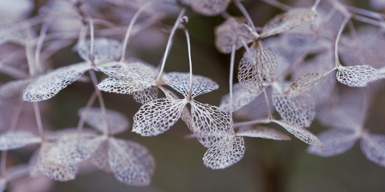 Ritual in iskanje razsvetlitve 1 foto pixabay.com