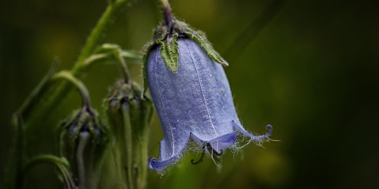ŠRI AUROBINDO 1 foto pixabay.com
