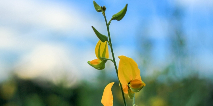 Sodelovanje - Jiddu Krišnamurti 1 foto pixabay.com