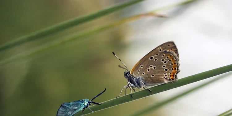 10 korakov do sreče 1 foto pixabay.com