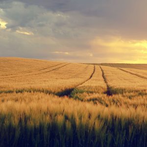 ThetaHealing seminar – Koplji globlje