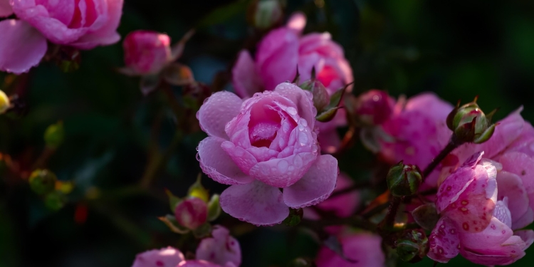 Kako prenehati odlašati z neprijetnimi opravili? 1 foto pixabay.com