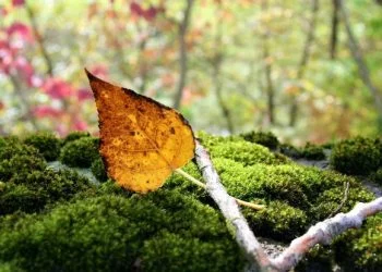 foto:pixabay.com