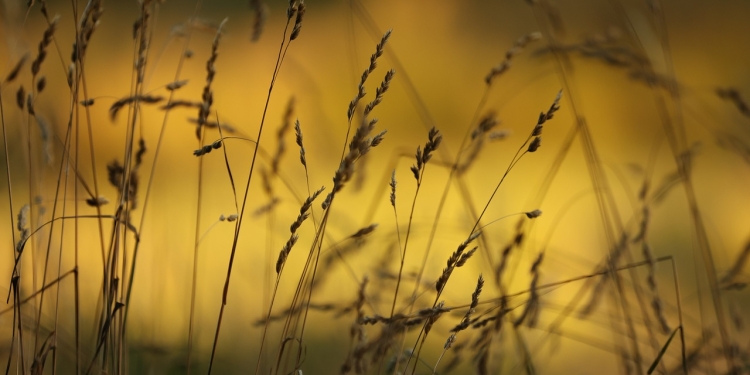 Mnogi ljudje slišijo glasove in to ni vedno znak bolezni 1 foto pixabay.com