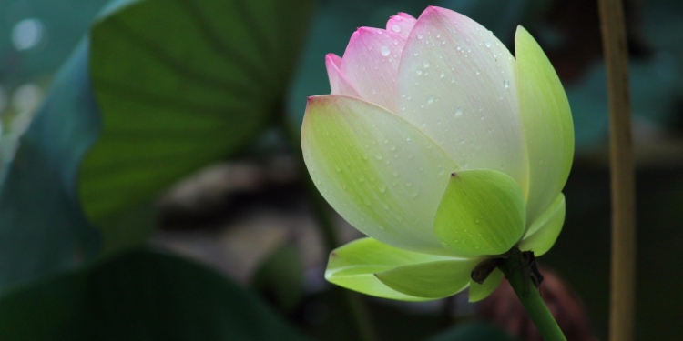 Zgodba o potratnosti 1 navdih