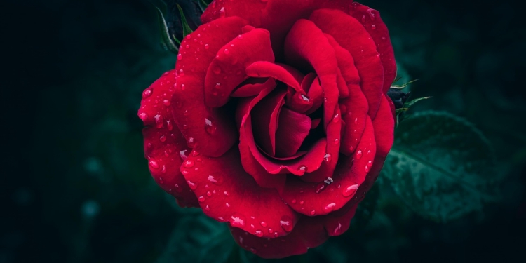 Paramhamsa Vishwananda: Začnite živeti življenje 1 foto pixabay.com