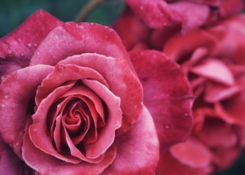 foto pixabay.com