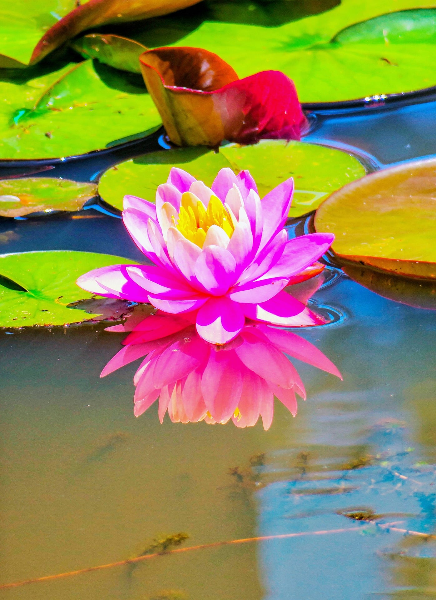 Лотосы на воде геншин. Лотос. Лотос на воде. Лотос цветок яркий. Красивые Лотосы на воде.