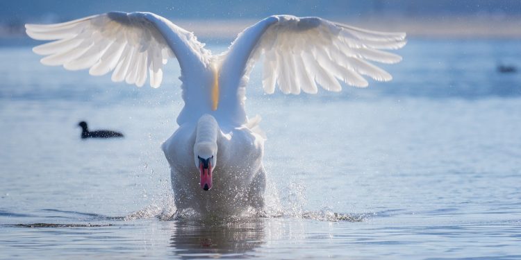 swan-4028727_1920