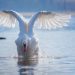 swan-4028727_1920