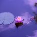 lotus-1205631_1920